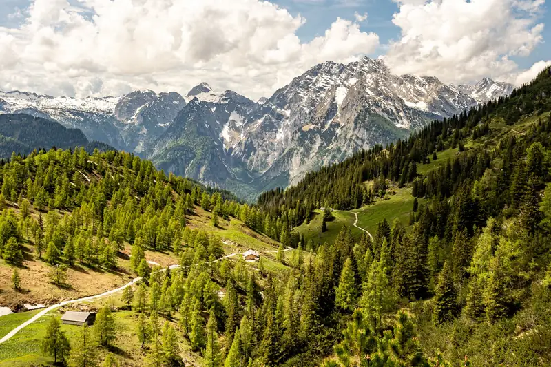 Alpine meadows, larches and walking paths on Jenner with Watzmann beyond