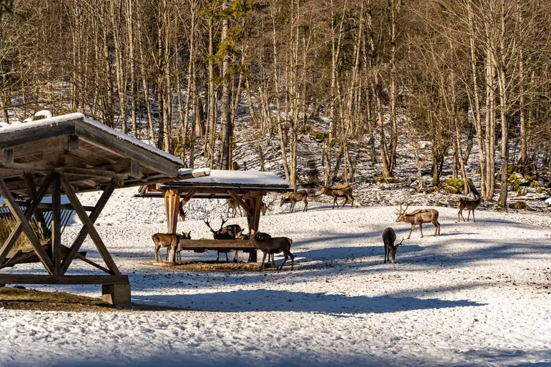 Wildfütterung im Klausbachtal