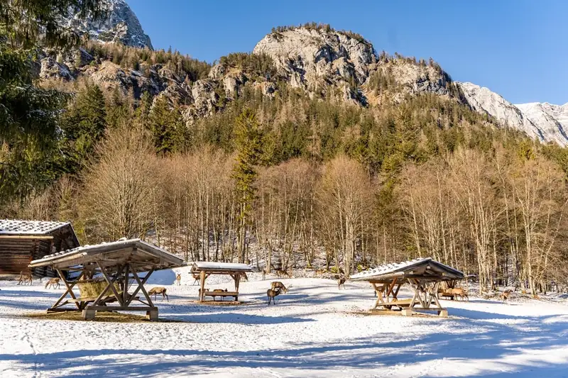Wildfütterung im Klausbachtal