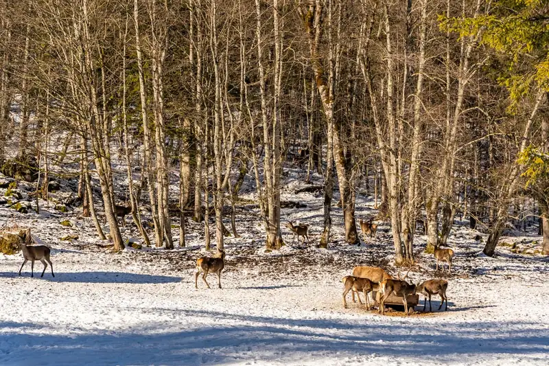 Wildfütterung im Klausbachtal