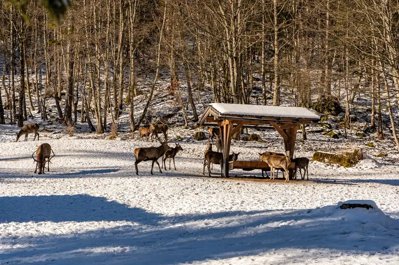 Wildfütterung im Klausbachtal