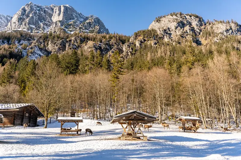 Wildfütterung im Klausbachtal
